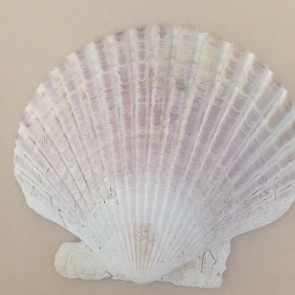 6 seashells for beachy decorating/ decor - Picture 6 of 8